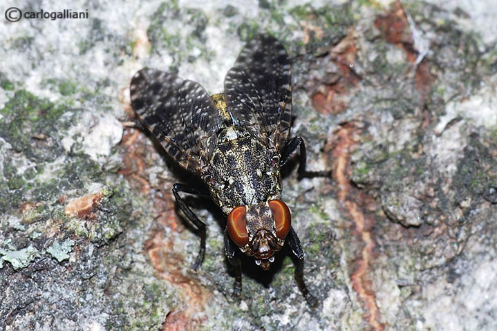 Platystoma sp. (Platystomidae).